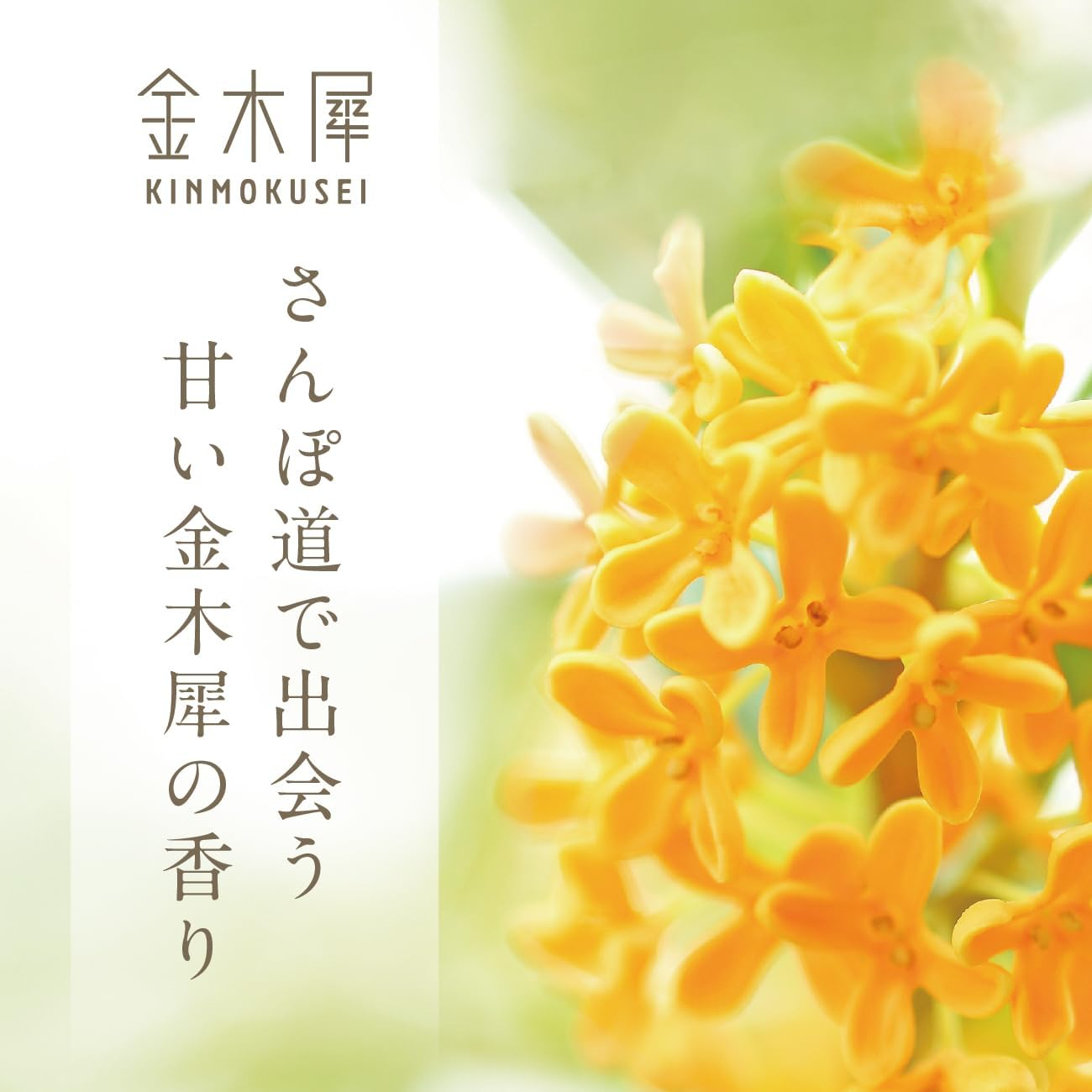 秋日微風必備！日本製金木犀 (桂花) 淡香水 30ml