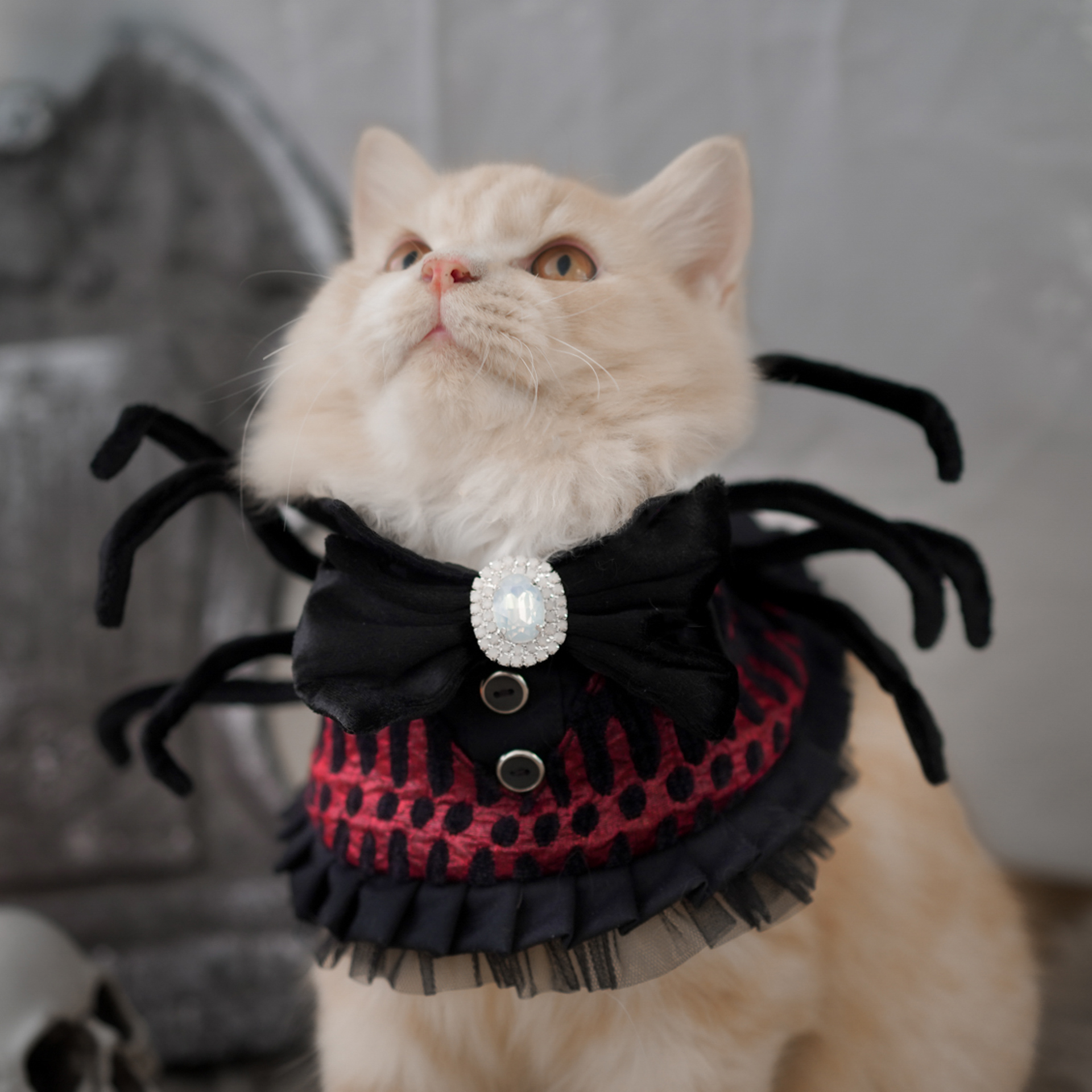 🎃Haunted Castle – Crimson Spider Pet Cape