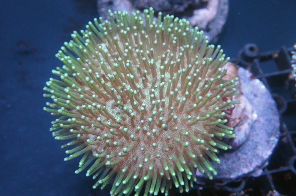 L2  綠鬚皮革（開大約2.5吋）