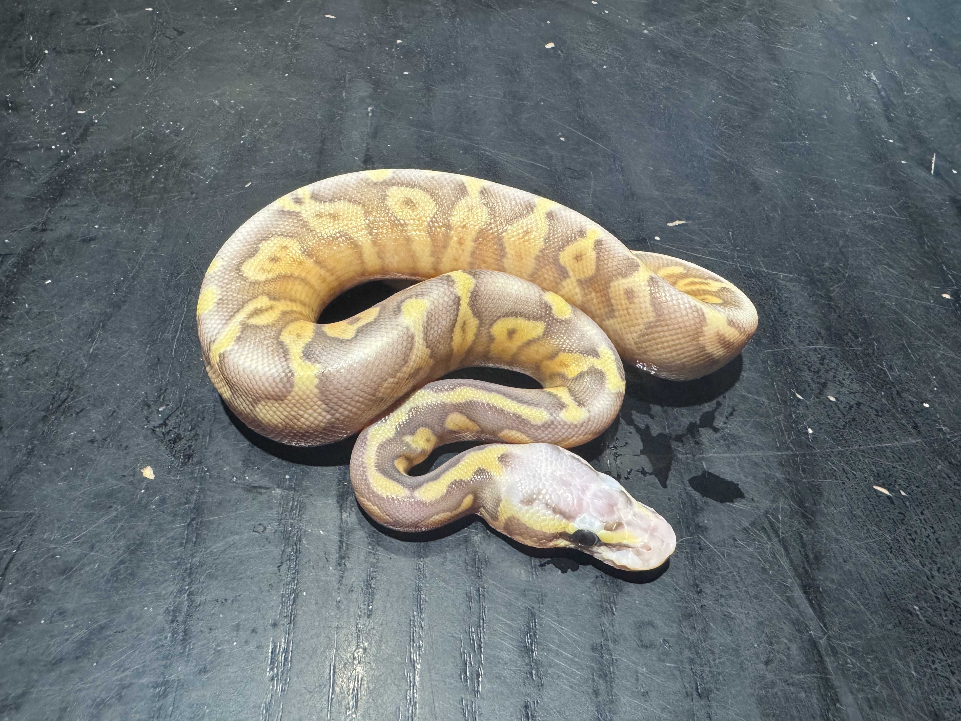 26 Pastel Banana het Genetic Stripe 1.0