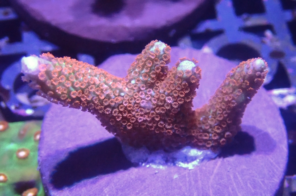 K4  綠底紅花疊瓦（frag座3.5cm)