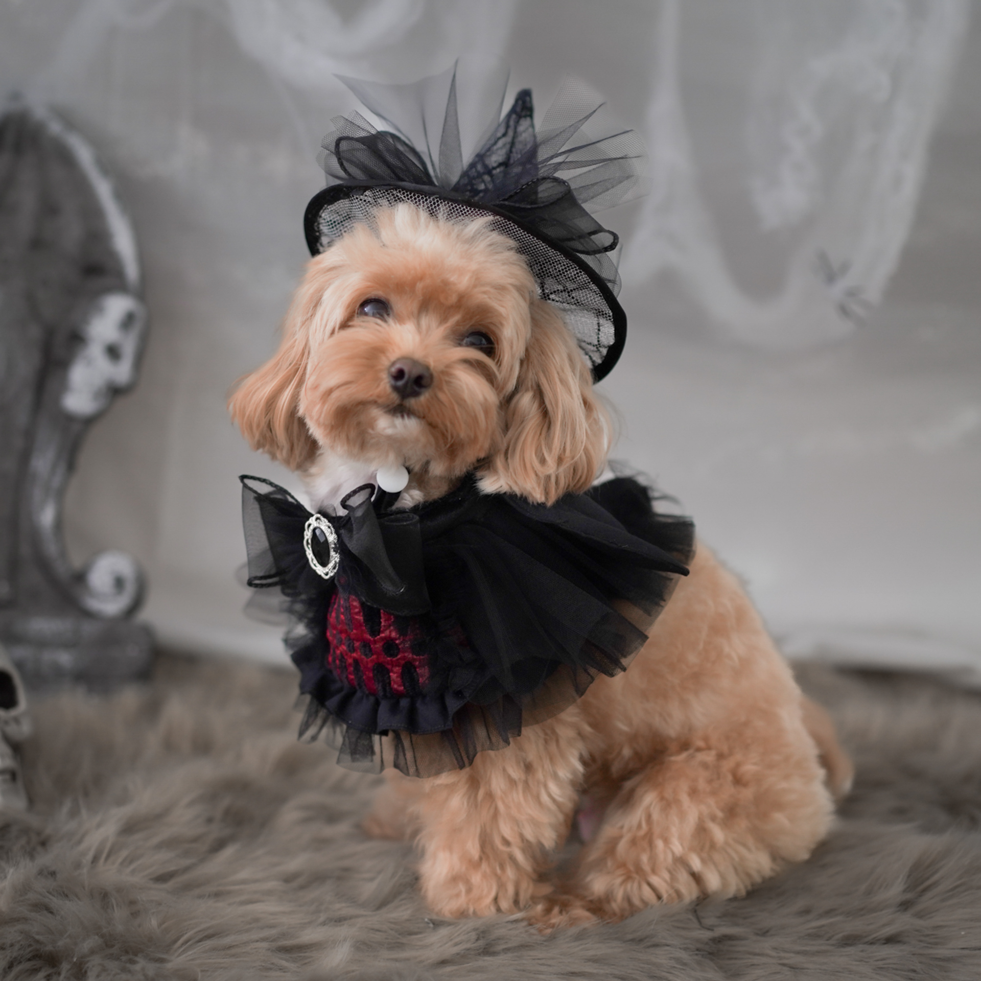 🎃Haunted Castle – Crimson Wing Pet Cape