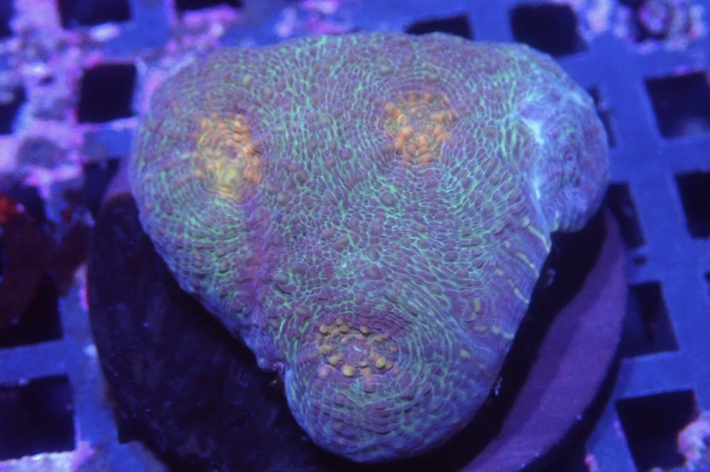 N13（開大約1.5吋）