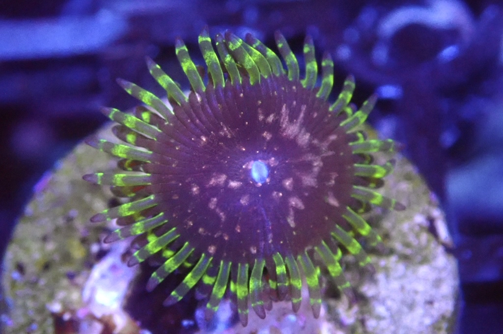 Z3 鈕扣（frag座2cm)