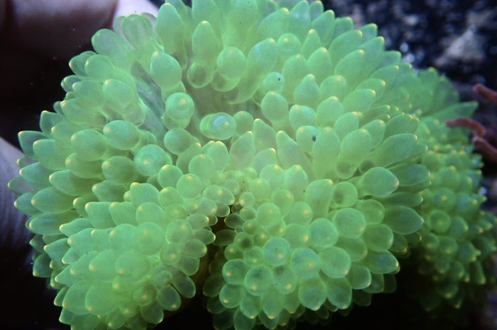 RB5 粉點綠奶咀(開大約3.5吋)