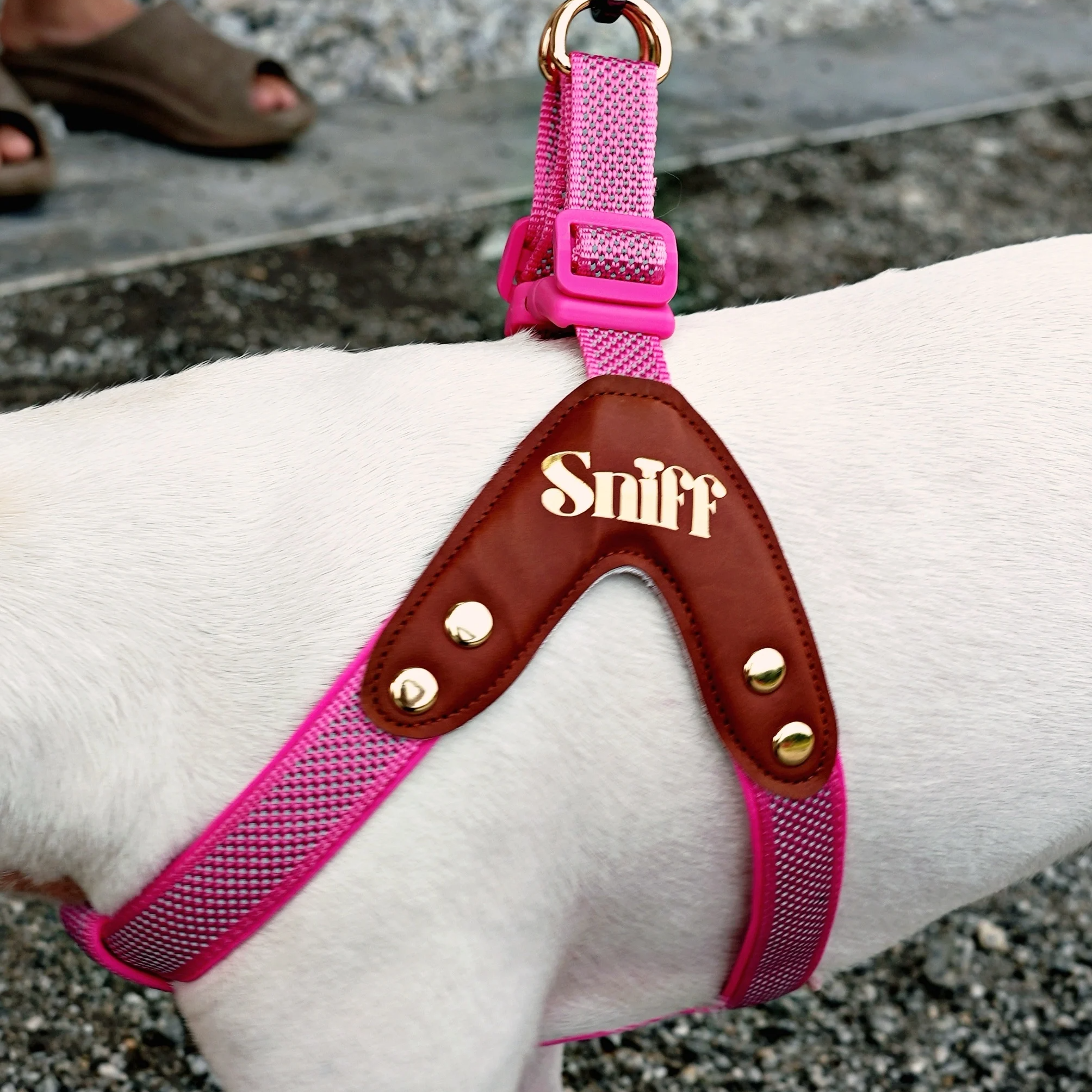 Baby’s Breathe - Rose Gleam