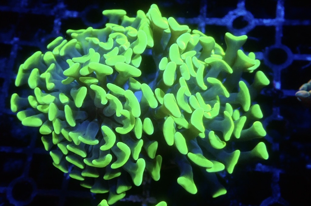 H2 豬腰  （開大約2.5吋）