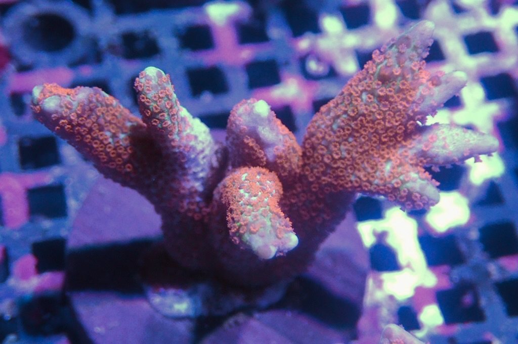 K11 紅花疊瓦  (frag座3.5cm)