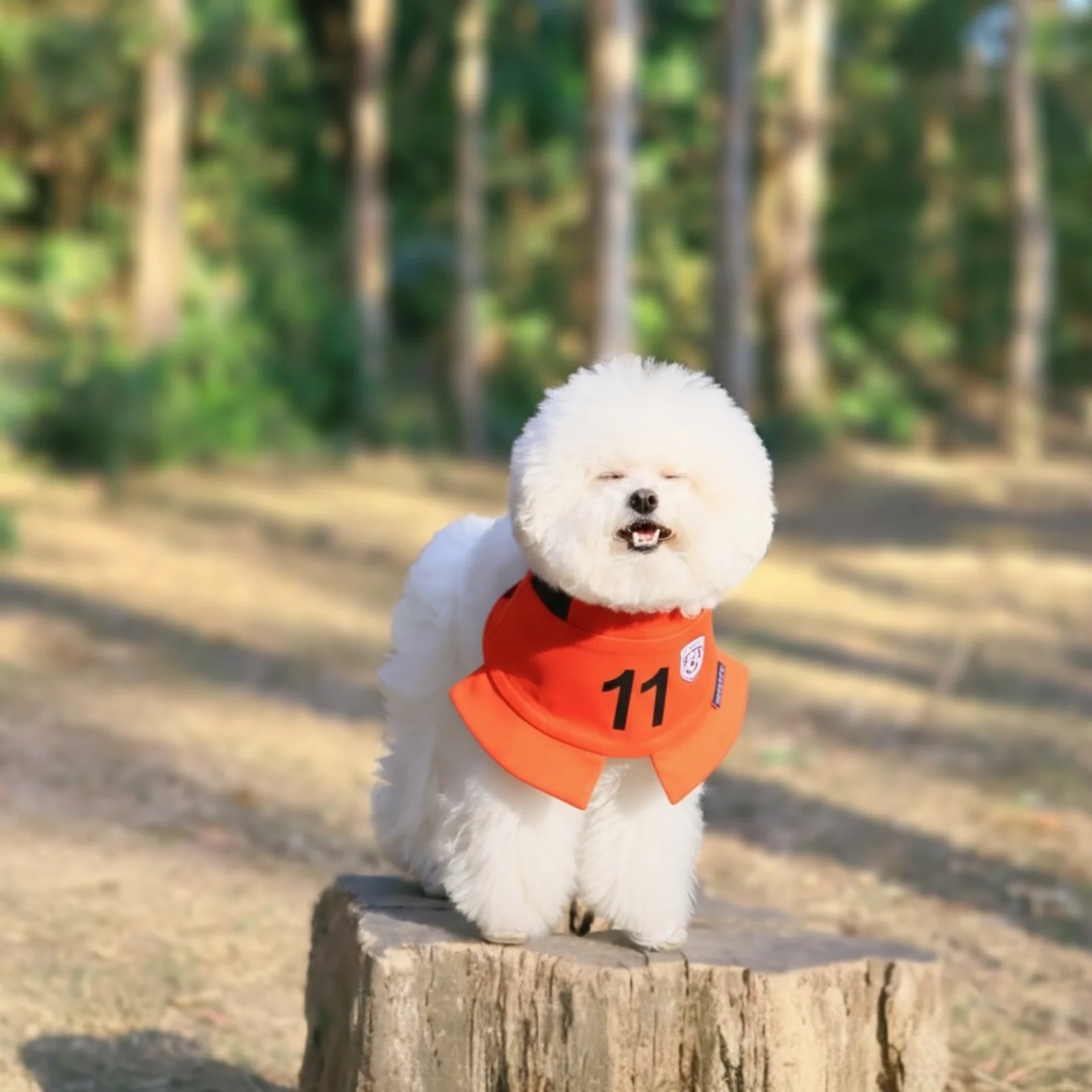 Momoji FC (3-Amsterdam Orange) | Pet Neckwear