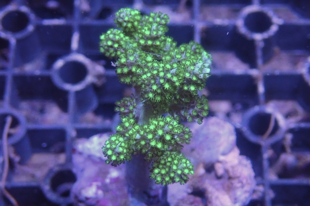 Tree 2 綠樹（開大約1.5吋）