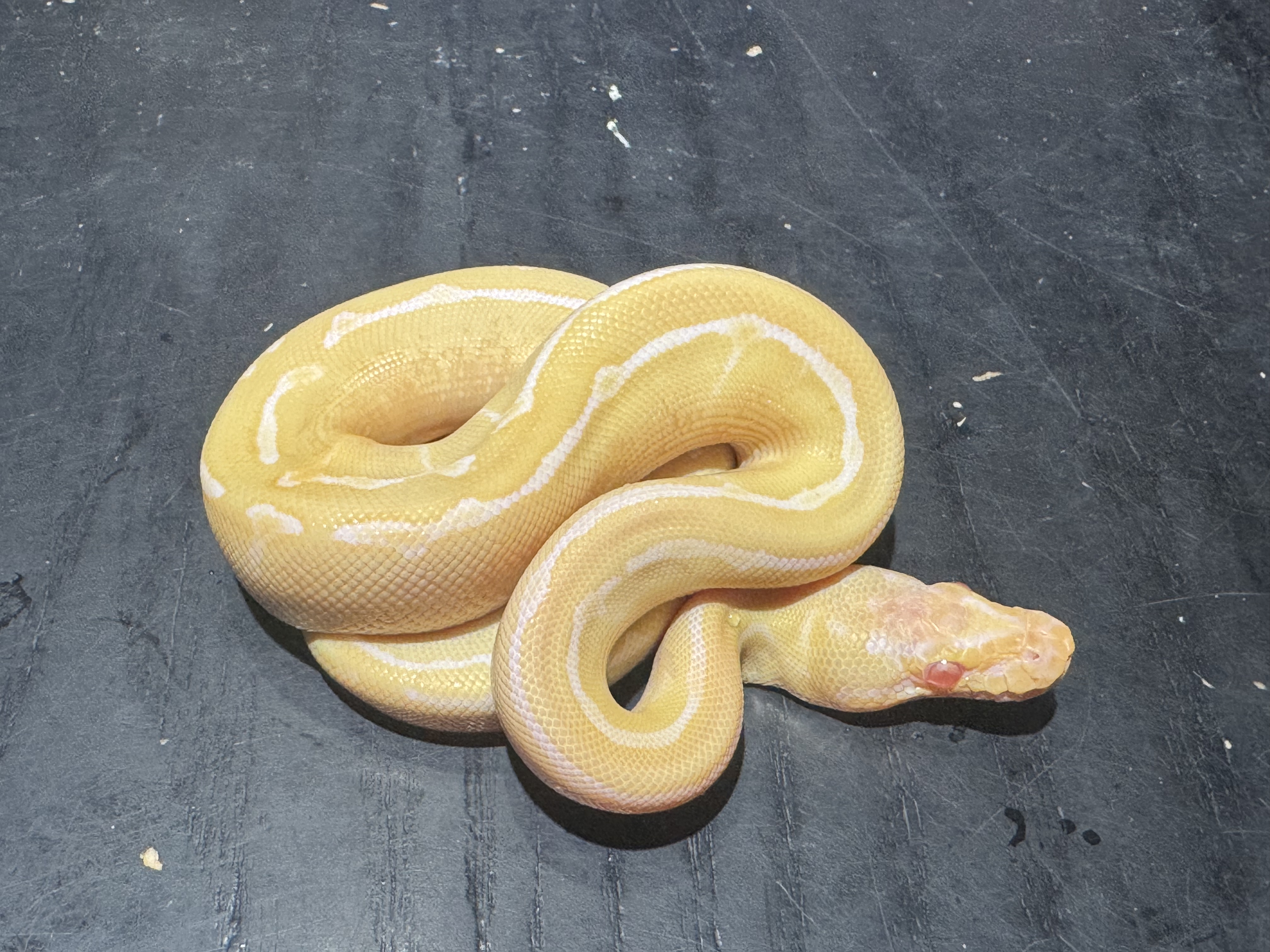 26 Albino Pinstripe het Pied 1.0