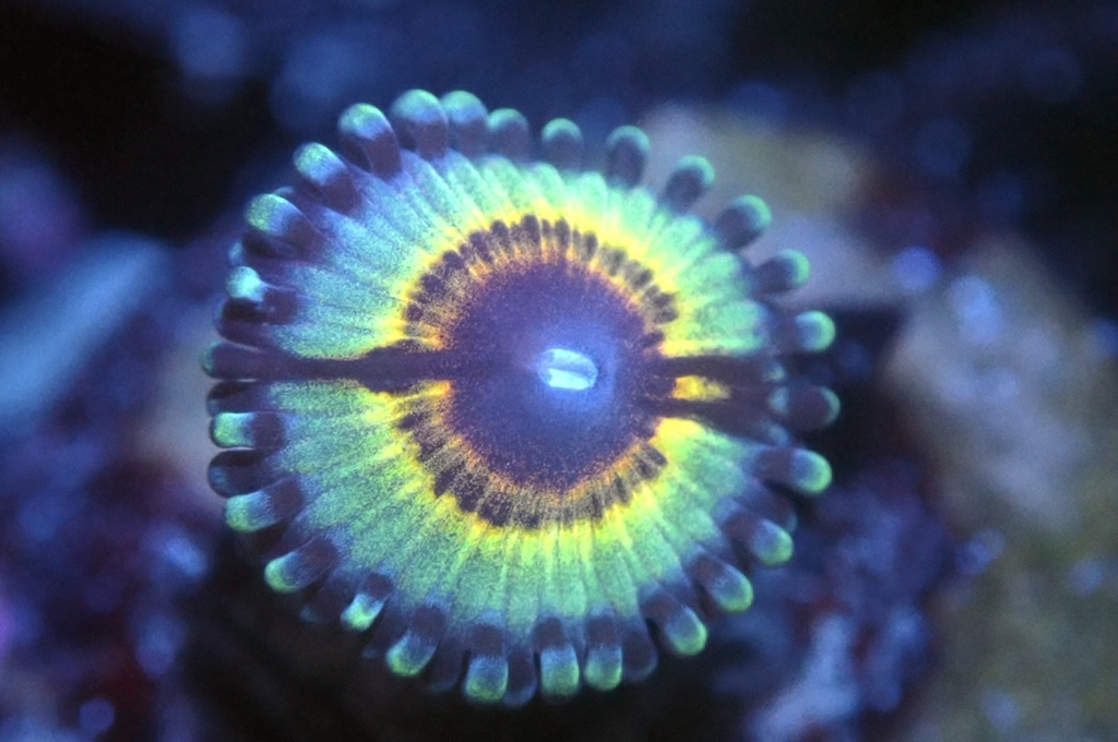 Z6 鈕扣（FRAG座2CM）