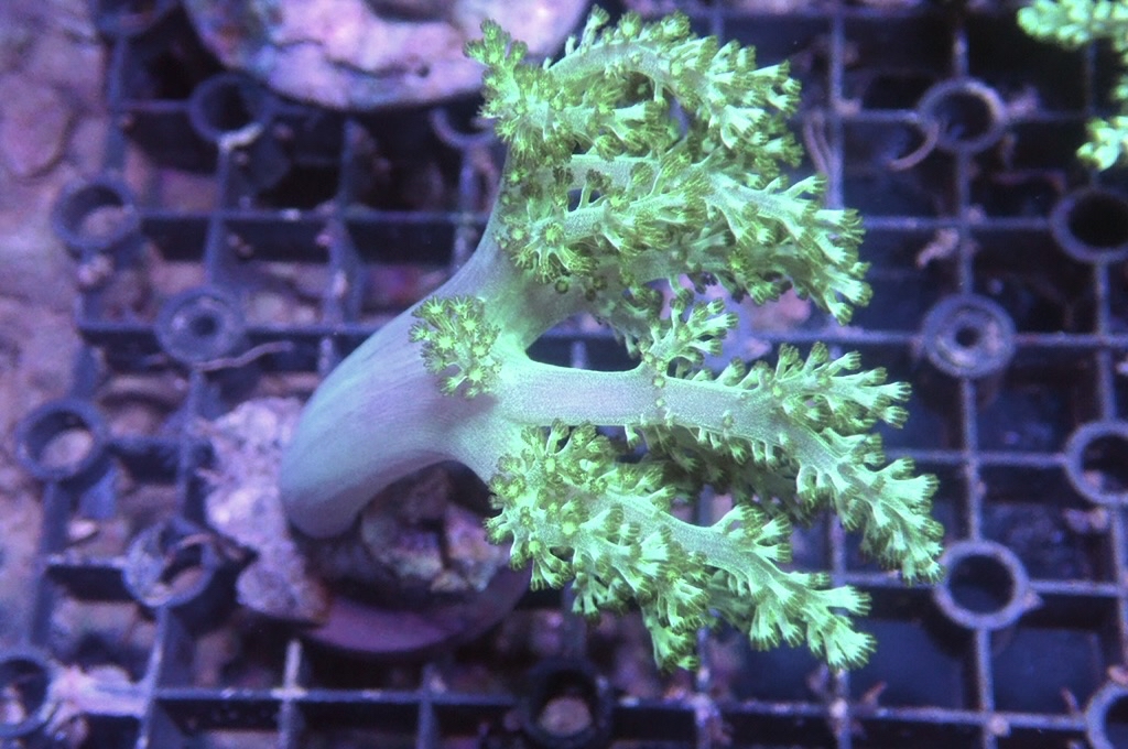 Tree 2 綠樹（開大約4吋高）