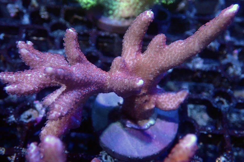 K10 紅花疊瓦 （FRAG座3.5CM）