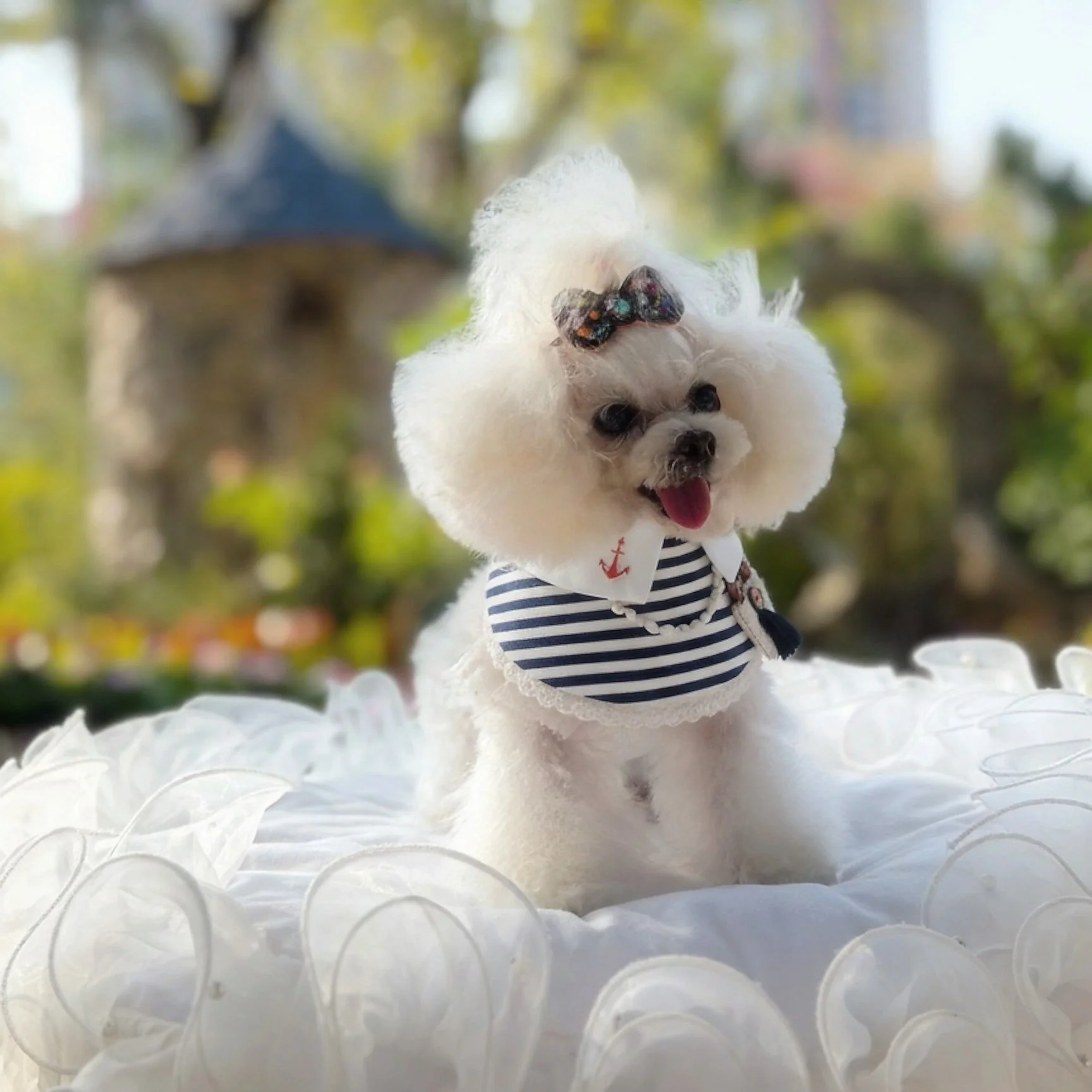 MOMOJI Deauville | Pet Neckwear