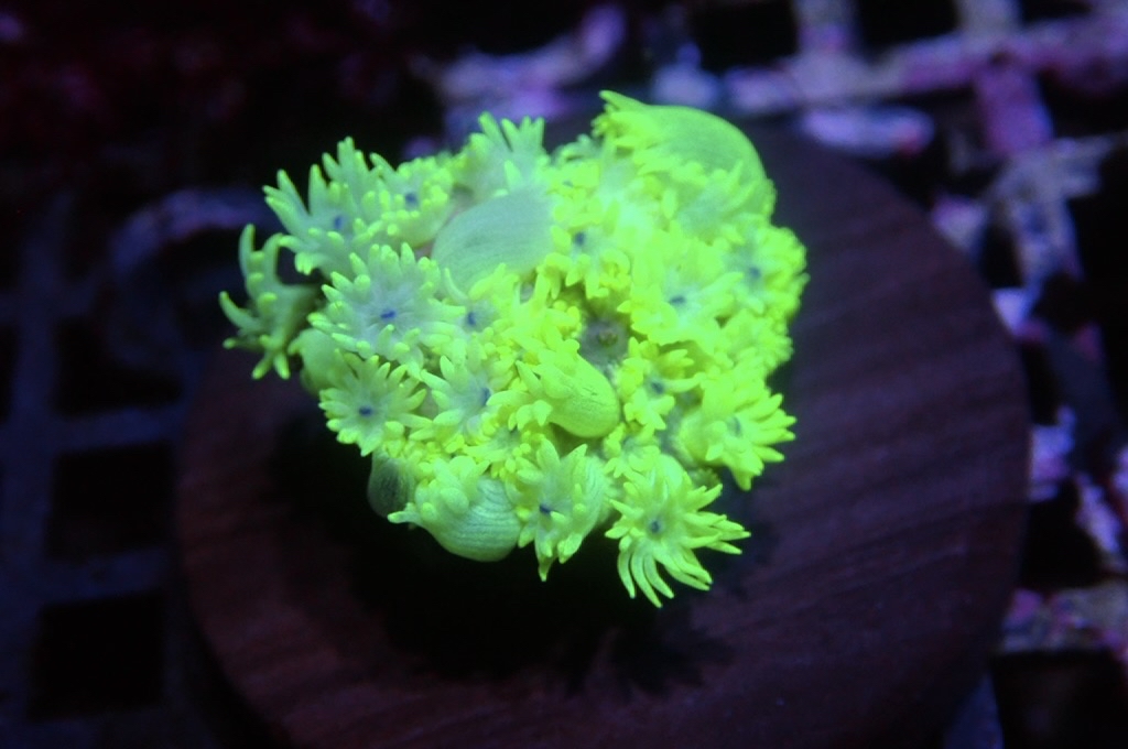 MG10 寶石花仔 （FRAG座3.5CM）