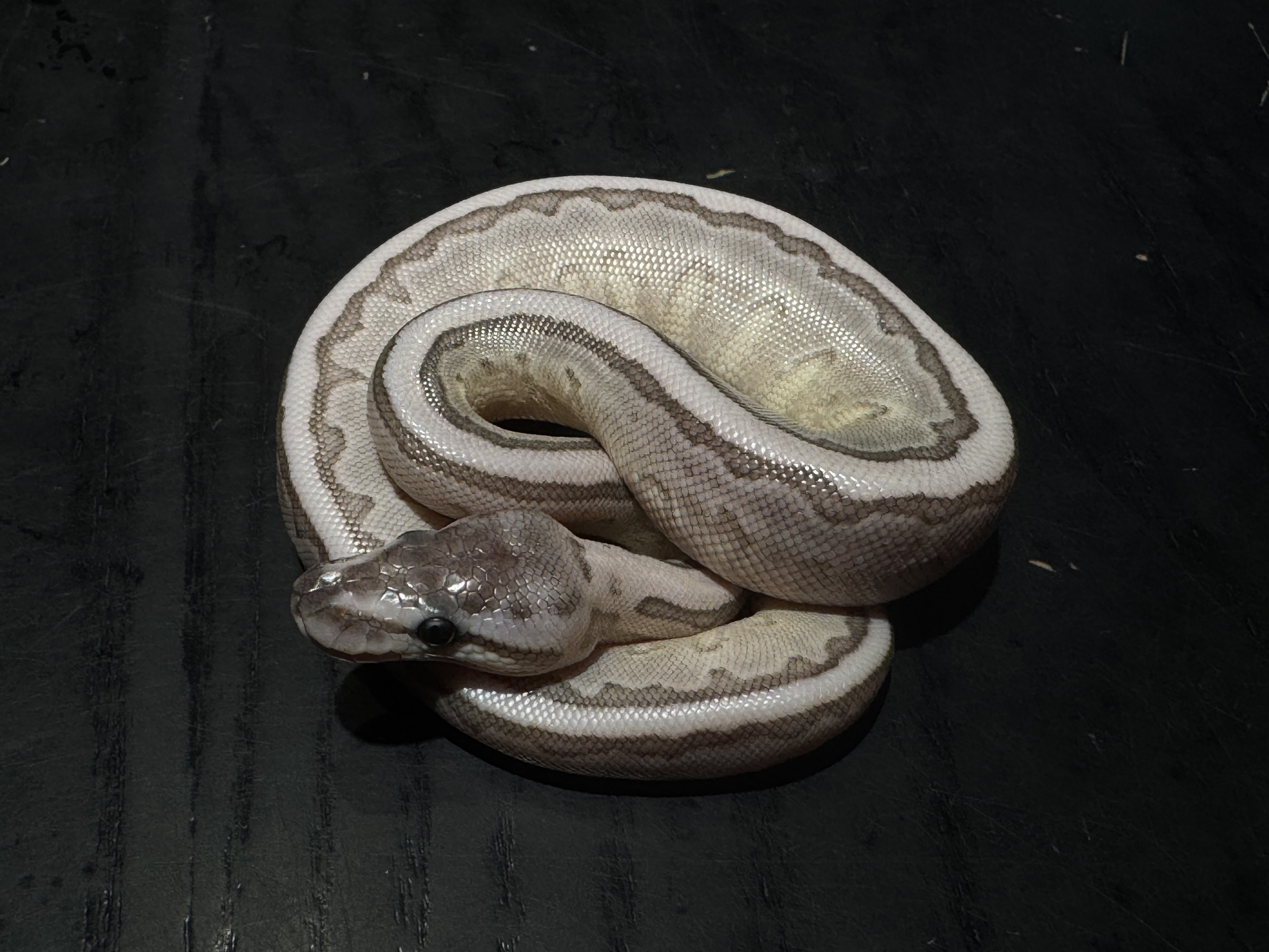 26 Pinstripe TSK Axanthic het Clown 0.1