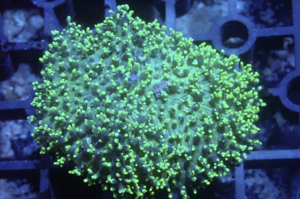 M8 菇  （frag座3.5cm）