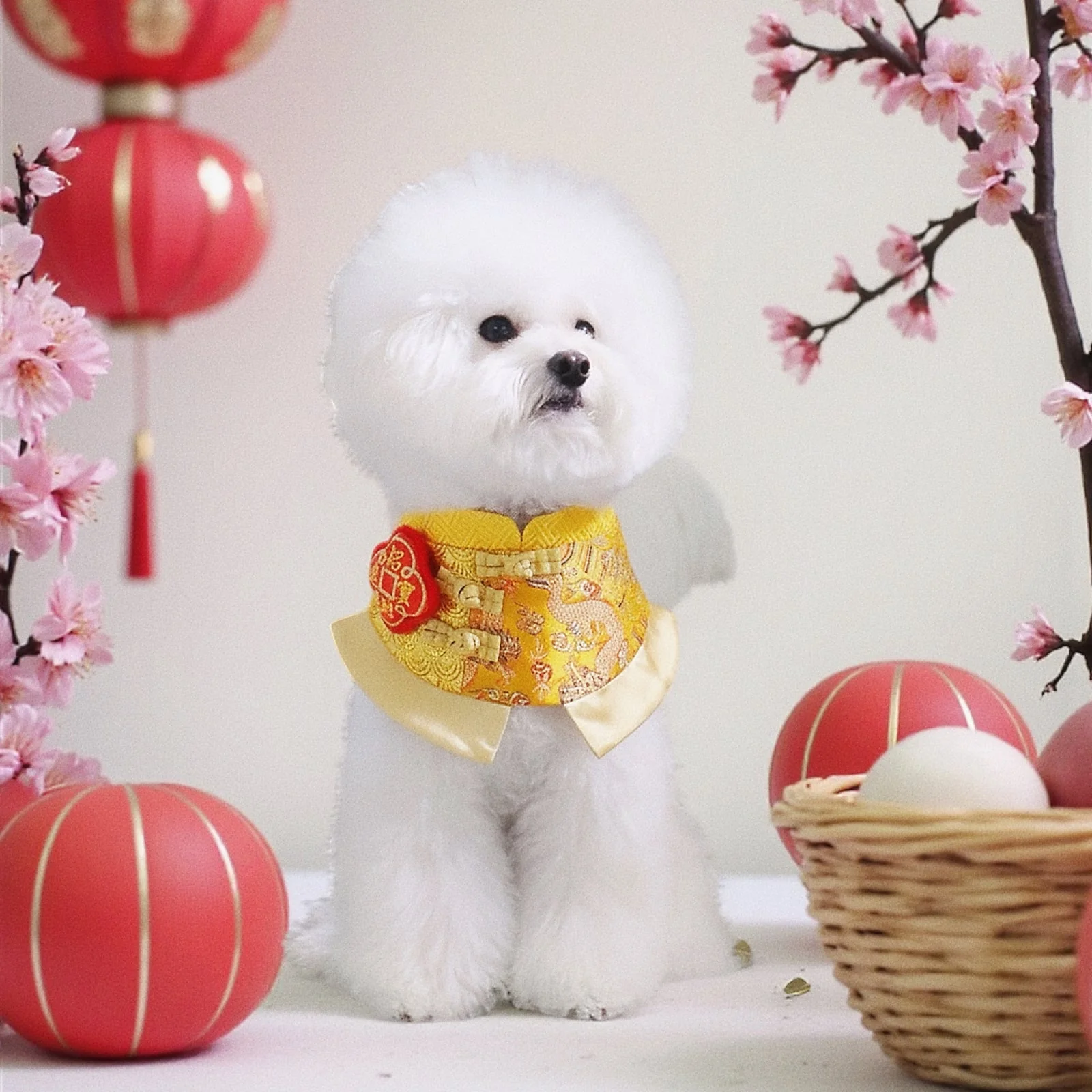 MOMOJI Dragon 龍騰