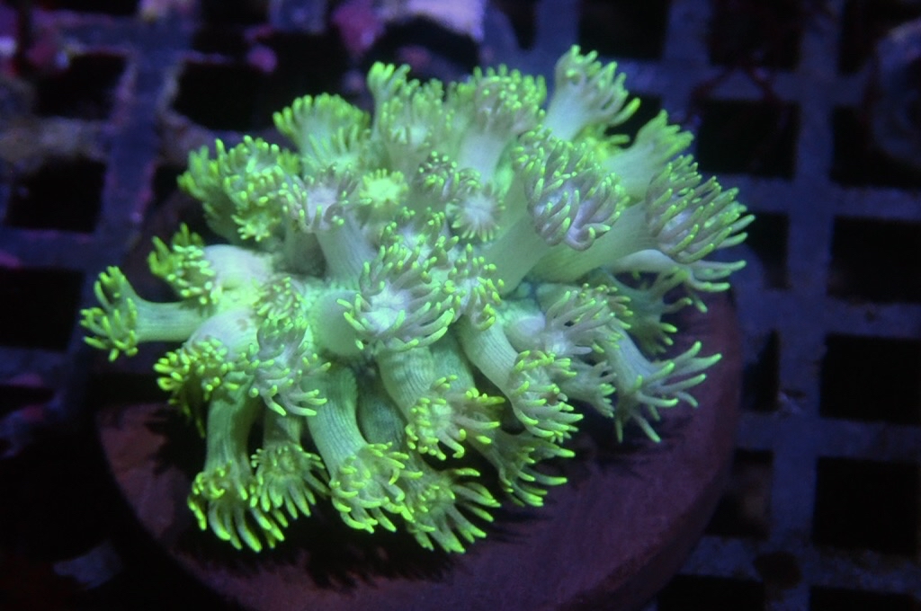 MG5 寶石花仔 （FRAG座3.5CM）