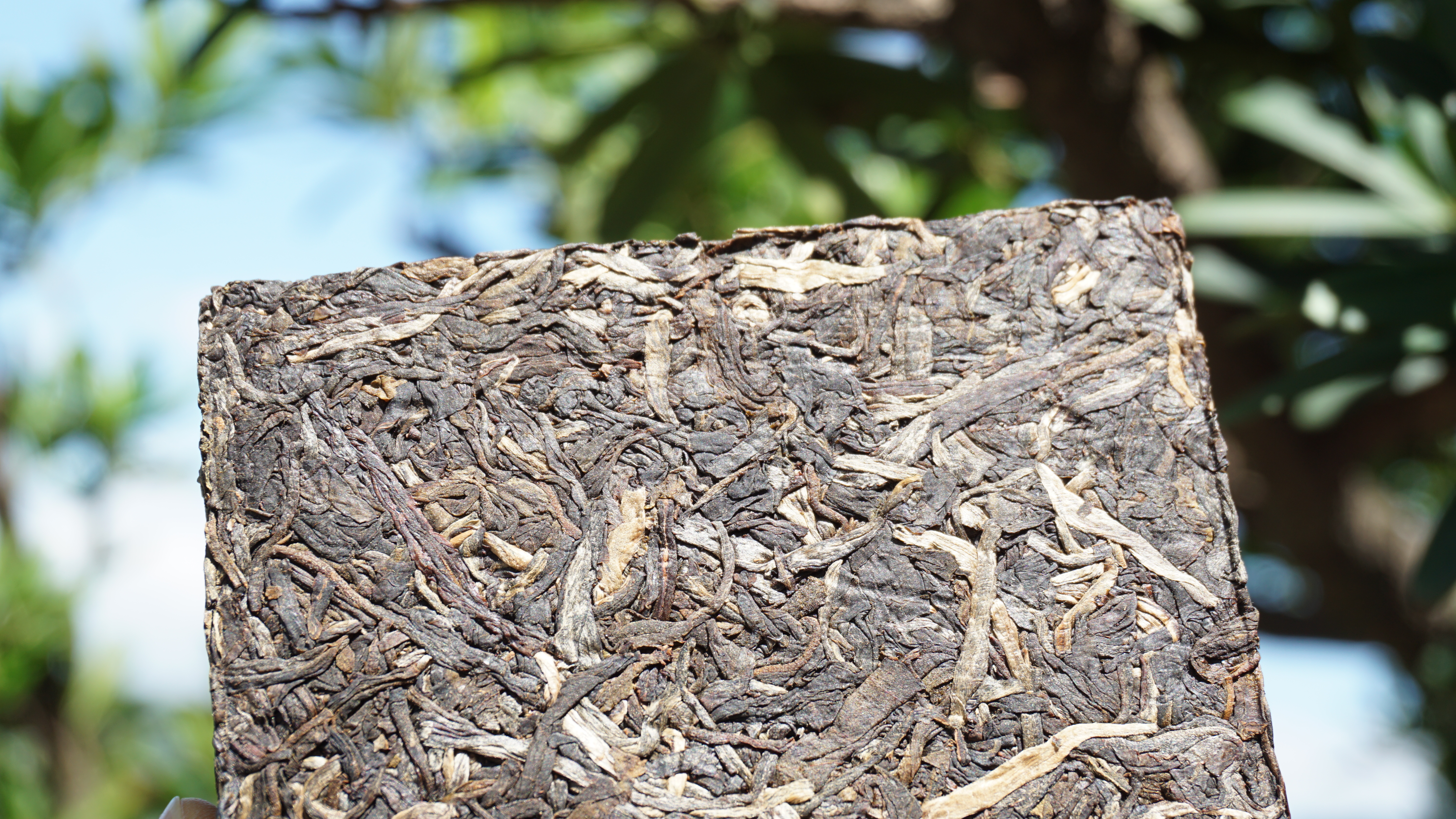 2016年 藏葉 #601(易武古樹500年以上)