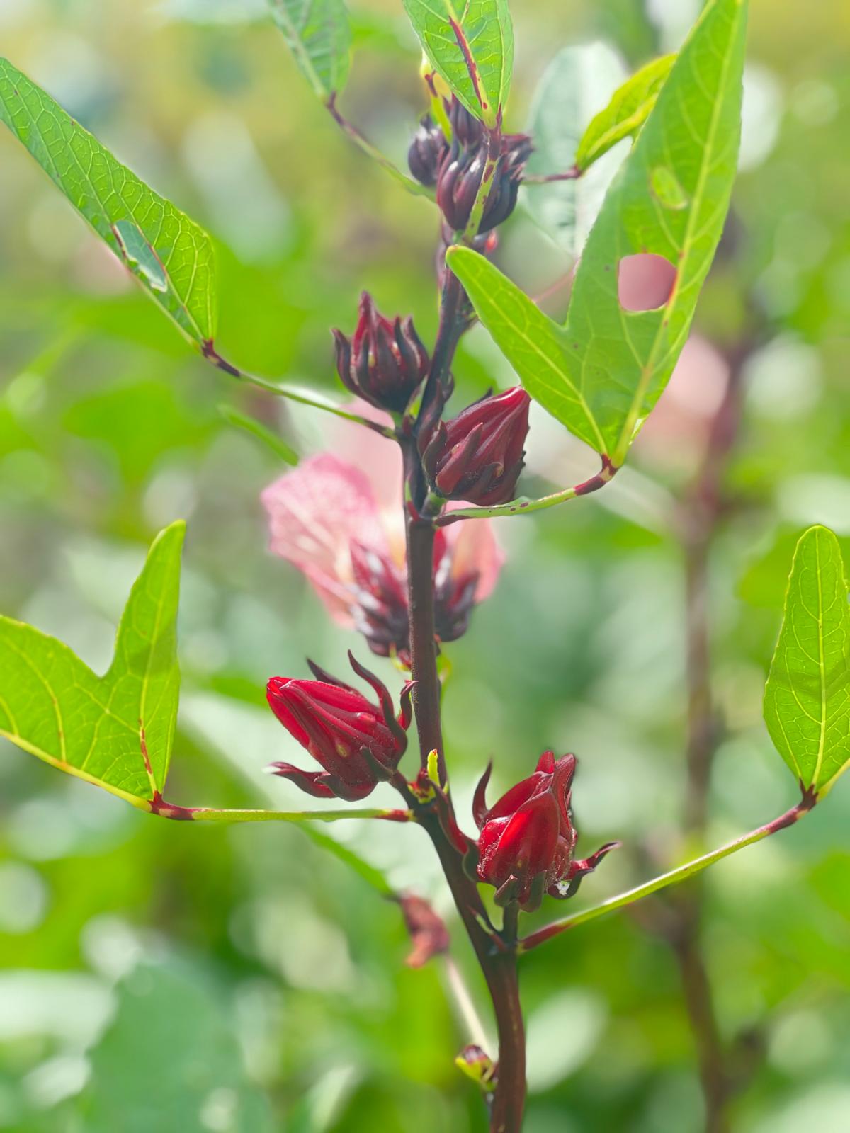 洛神花蜜餞(酵素種植)