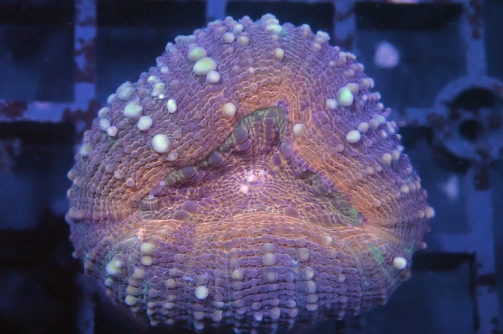 E2 分支骨針腦（開大約1.5吋）