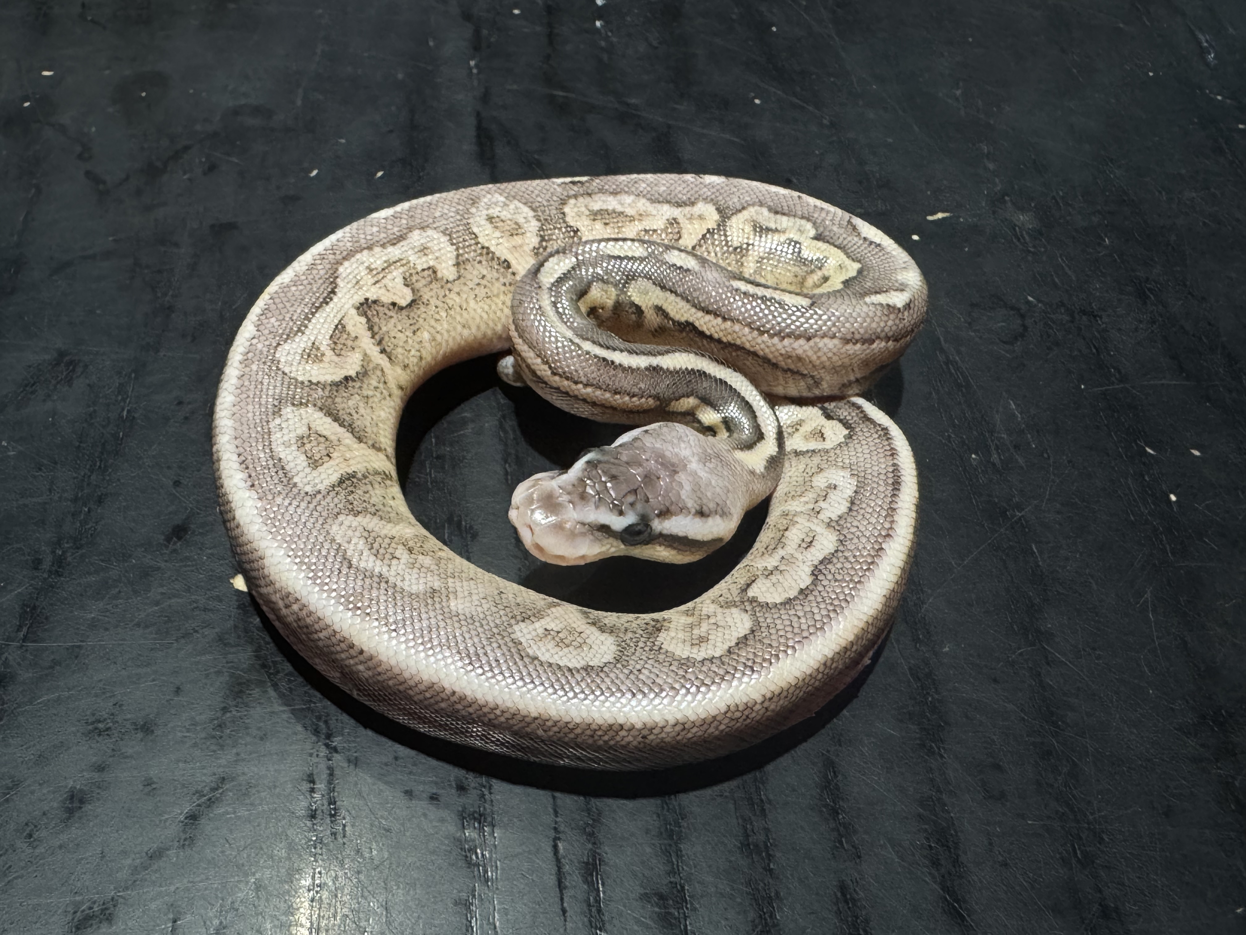 26 Pastel Spark Cinnamon het Genetic Steipe 0.1
