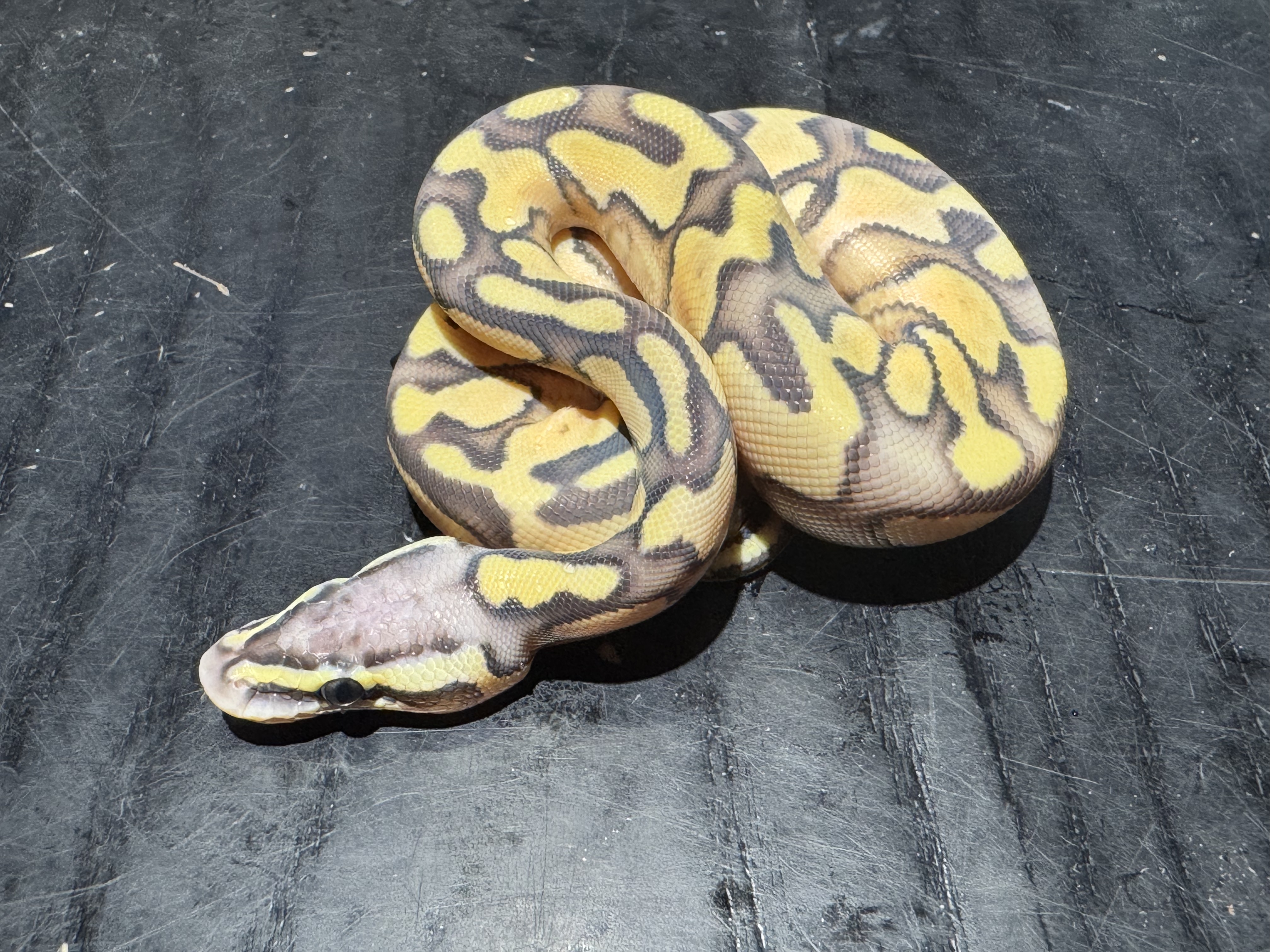 26 Pastel Enchi het Red Axanthic Ghost het Pied 0.1