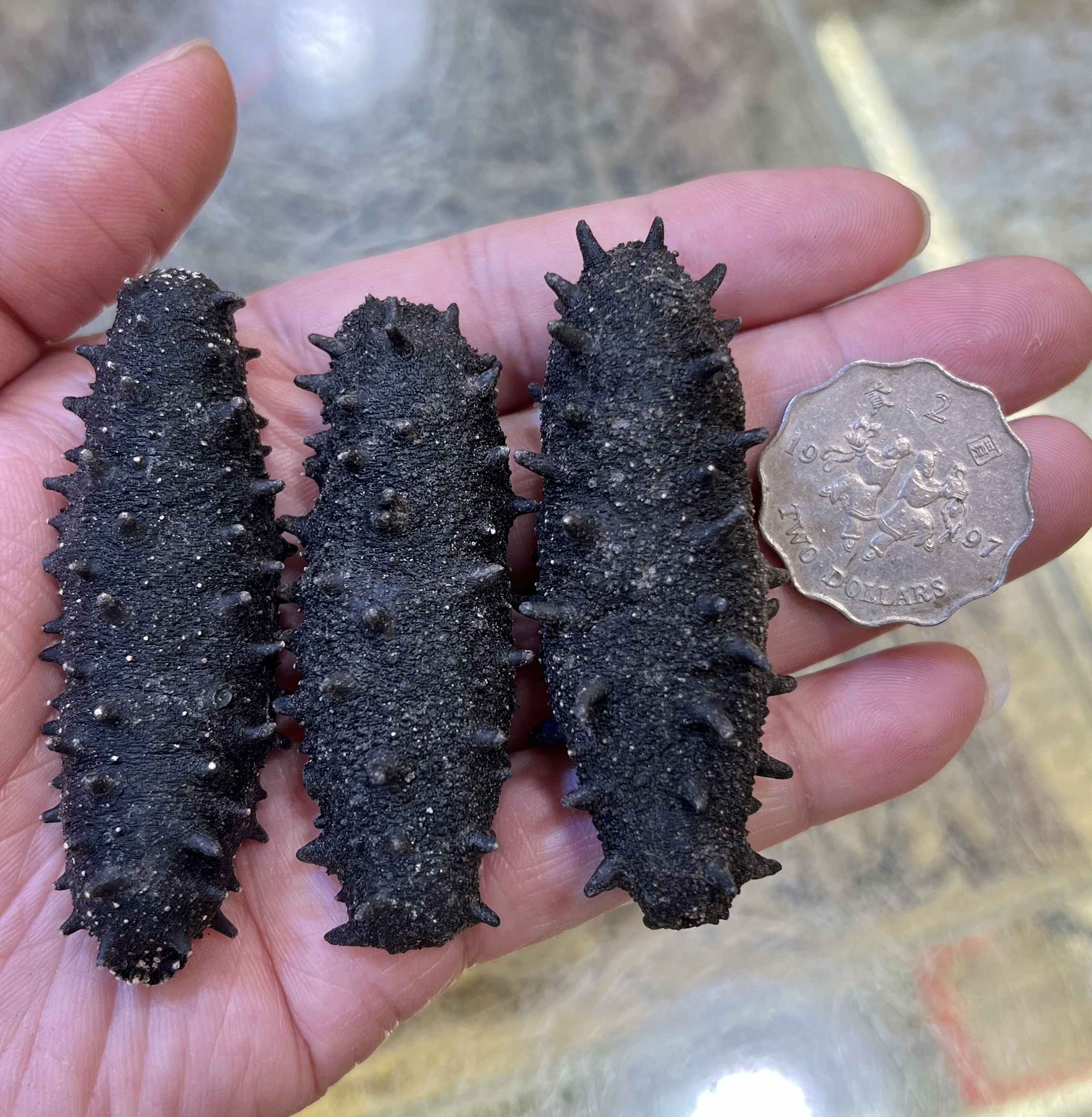 日本野生北海道標津刺參約30條