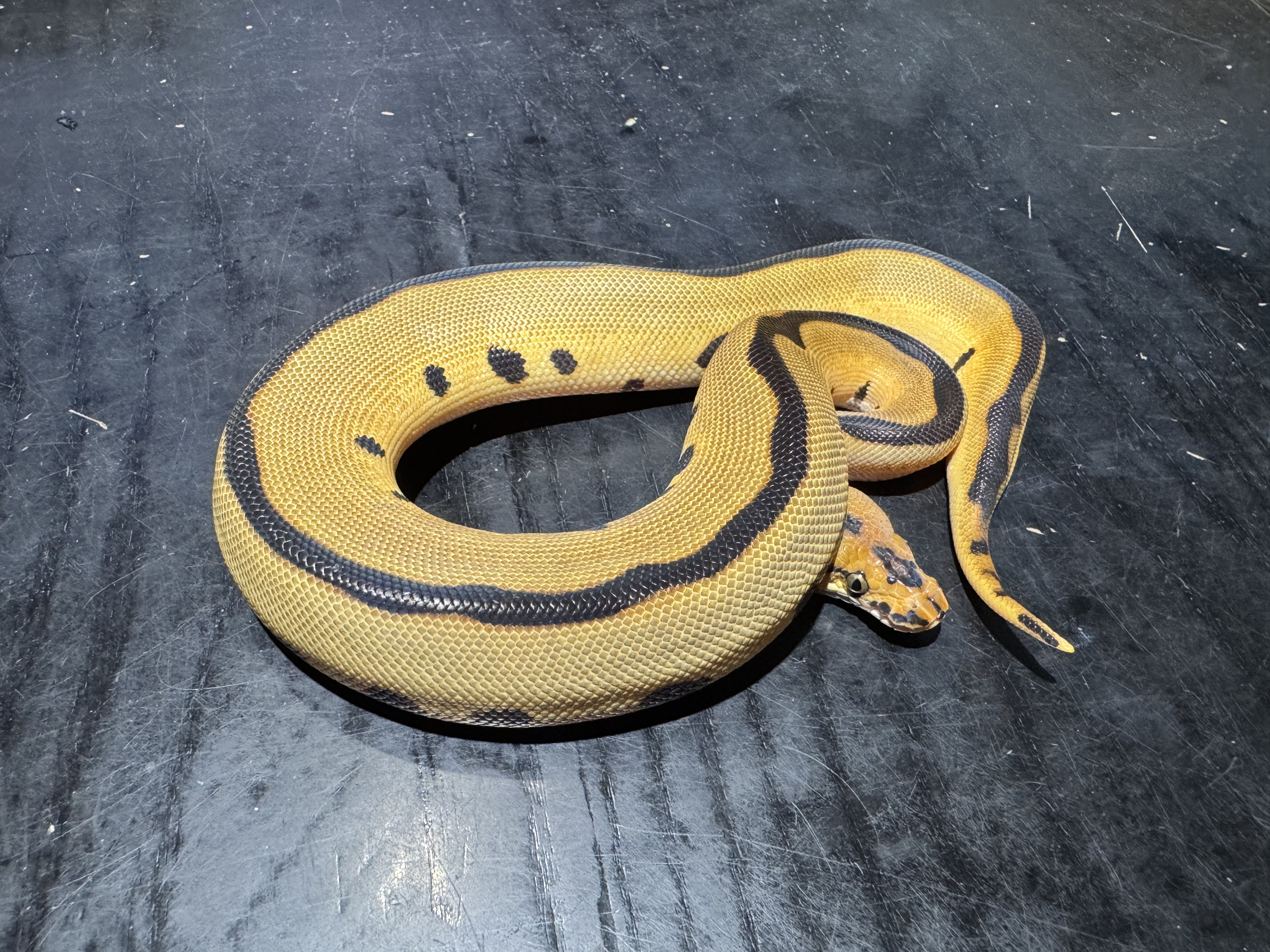 25 Cinnamon Leopard  Enchi Clown 0.1