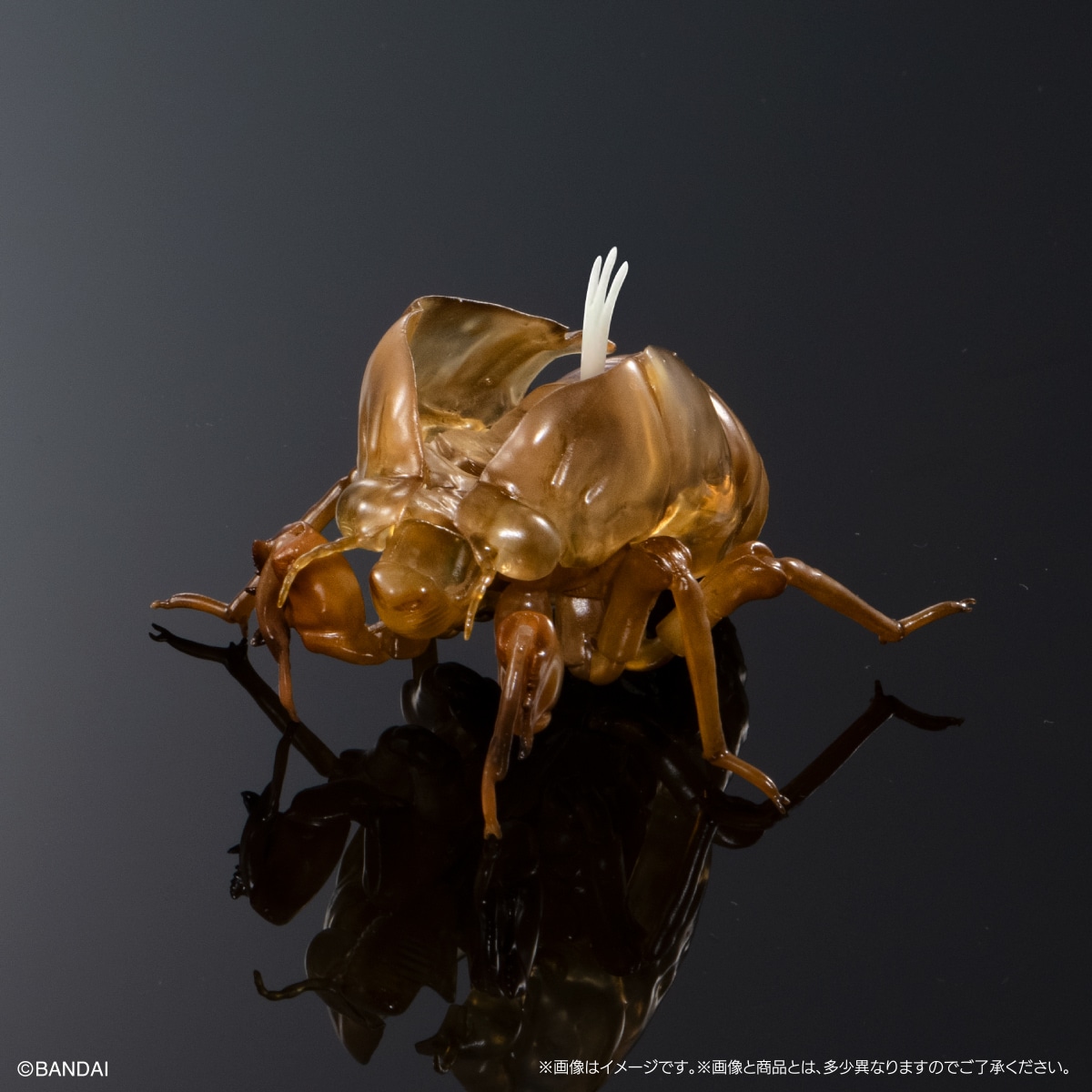 (預訂訂金 $100) (總價 $300) (Gashapon Online 限定) Bandai 生物大圖鑑 大棕色蟬 02 展示支架套裝 扭蛋 (行版) Cicada 02 Large Brown Cicada Display Stand Set