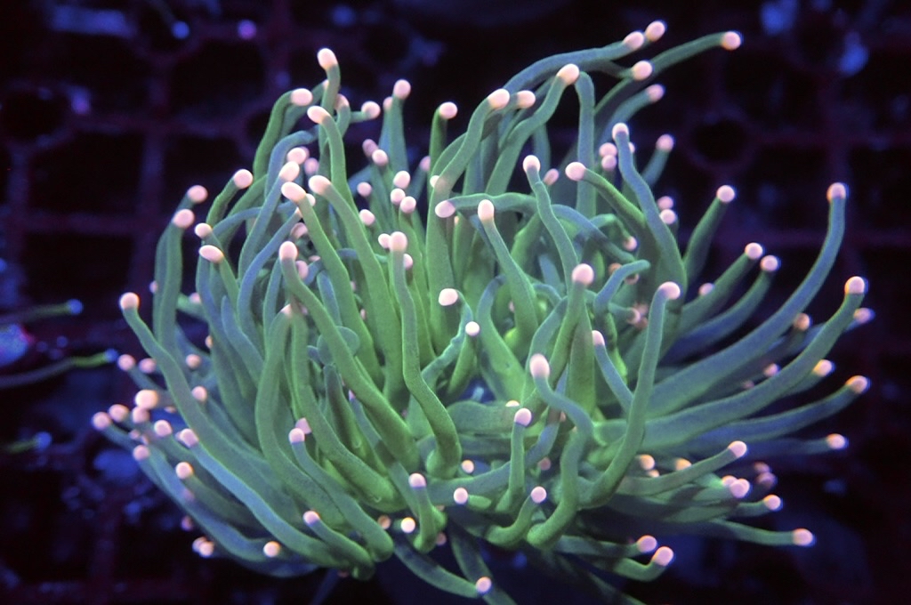 T6 粉點綠火柴（開大約2.5吋）