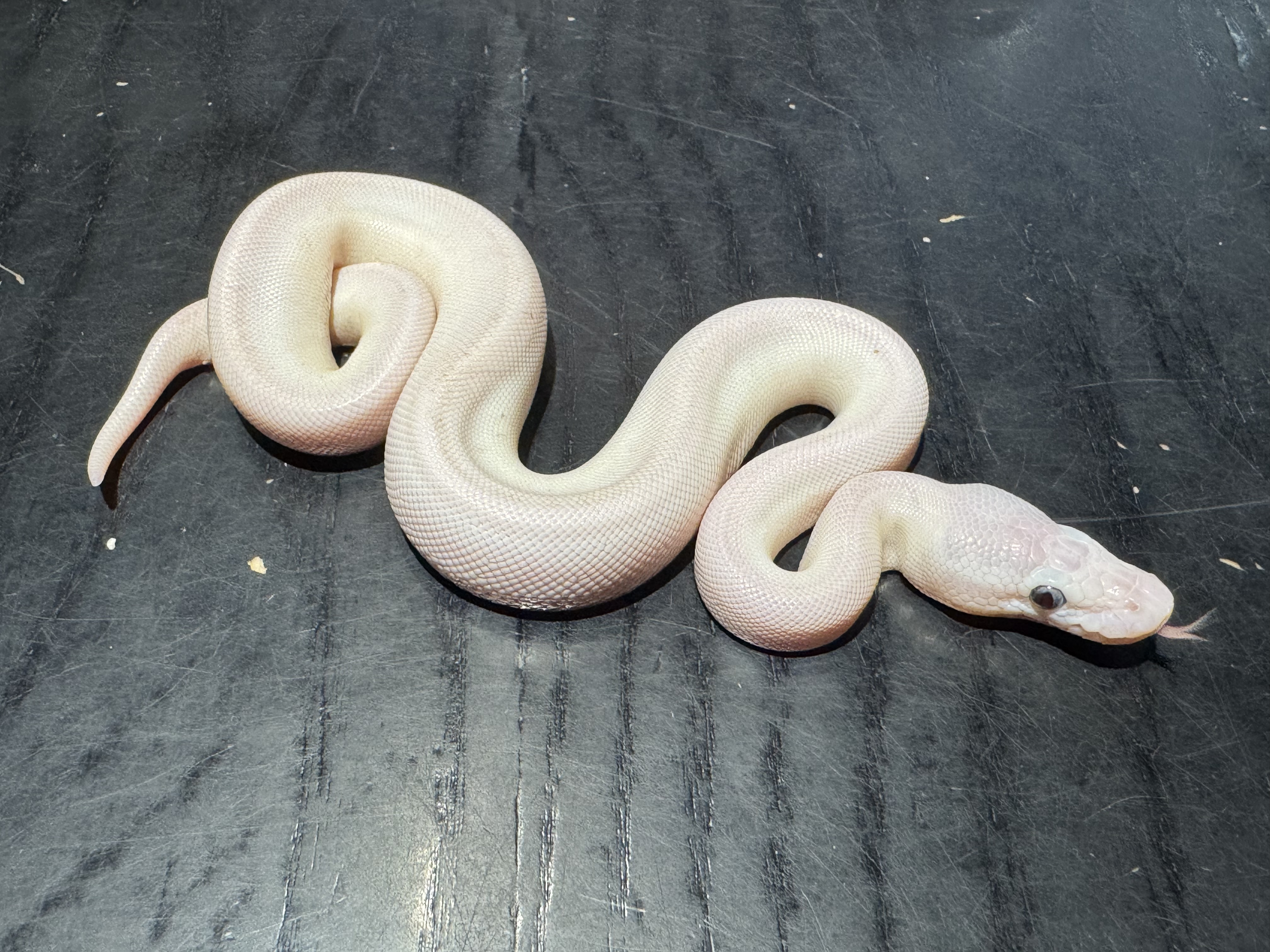 26 Blue Eyed Lucy 1.0