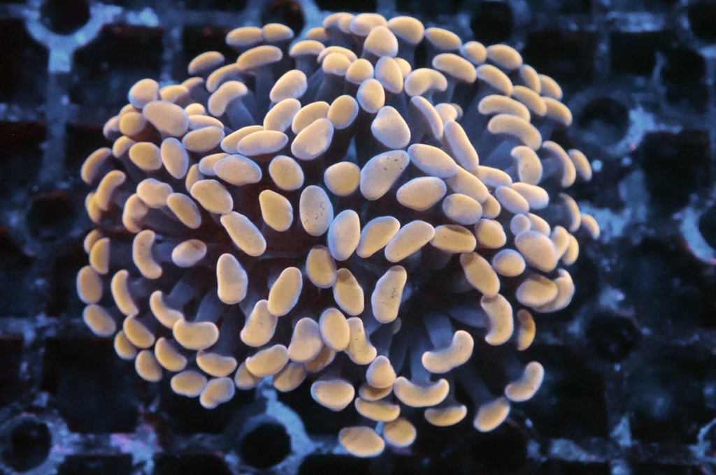 H19 橙豬腰（開大約2.5吋）