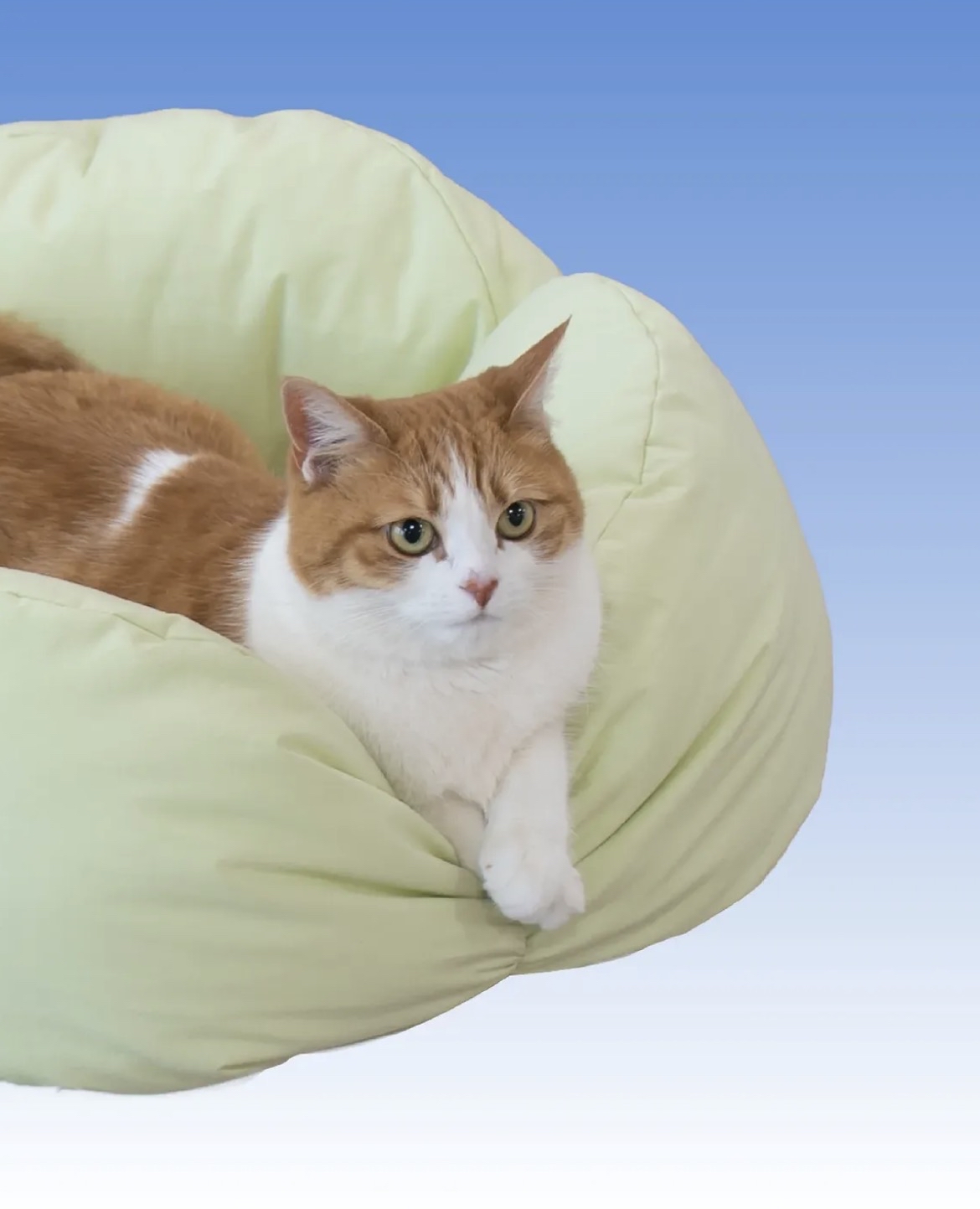 韓國🇰🇷Curvy Nest