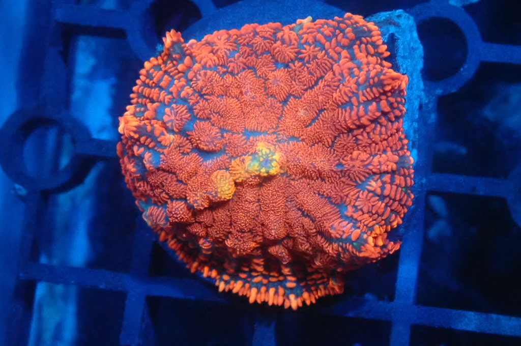 M1 菇  （frag座3.5cm）