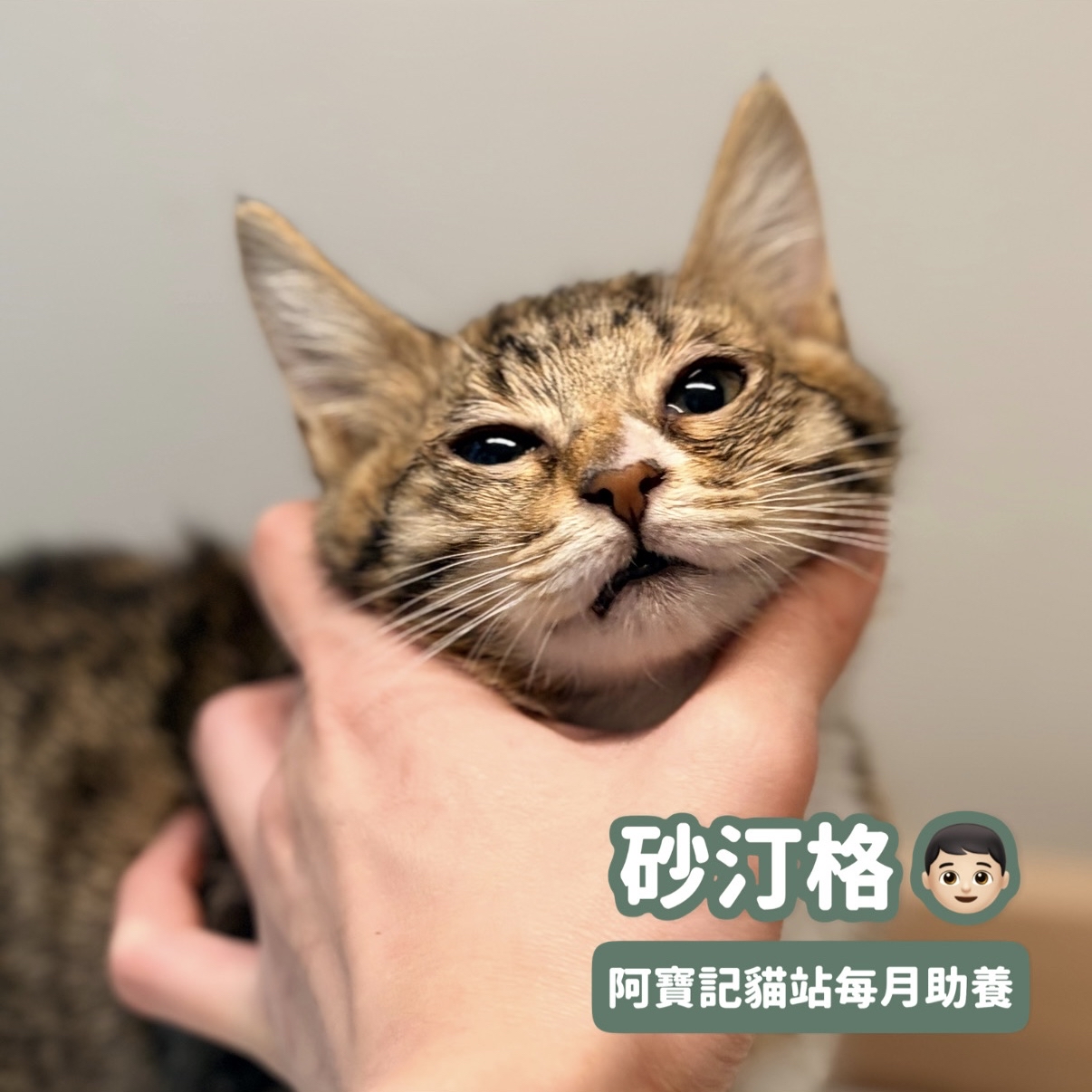 助養砂汀格｜指定助養貓咪 Special Plan ｜貓站每月助養計畫