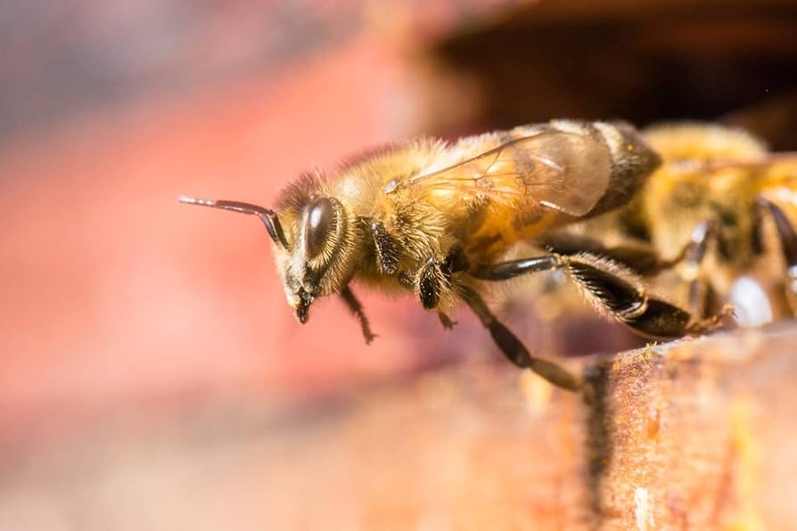 加拿大直送  Wendell Estate Canada’s No1 White Creamed Honey 1 kg
