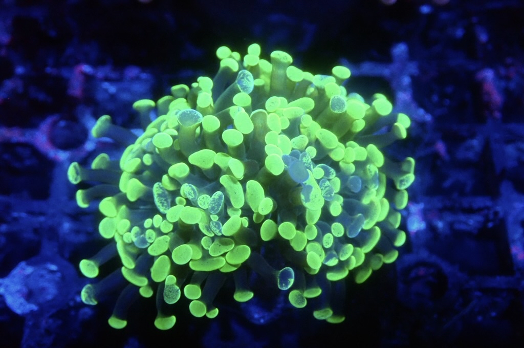 H14 豬腰  （開大約2.5吋）