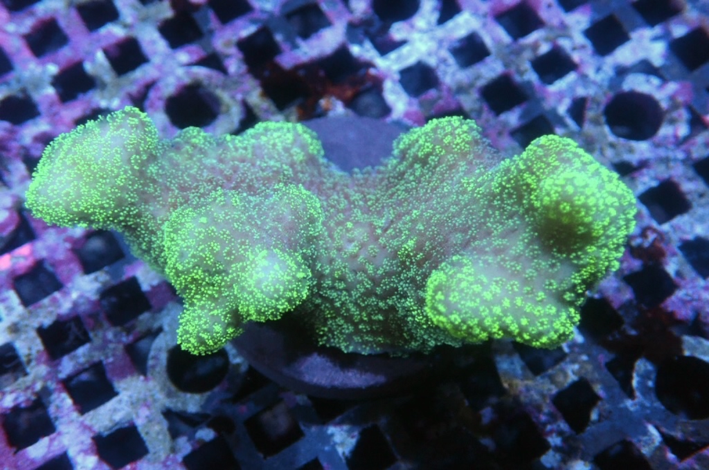 K11 螢光綠貓骨   （frag座3.5cm)