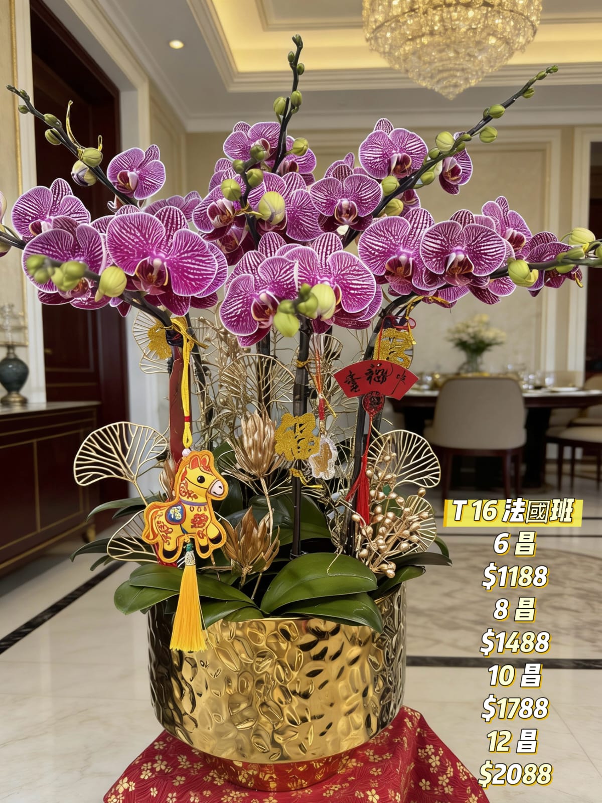 T16 法國斑蝴蝶蘭｜馬年招財限定款