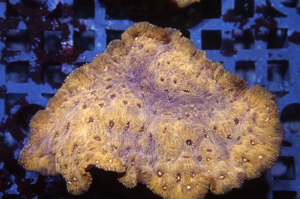 N9（開大約1.5吋）