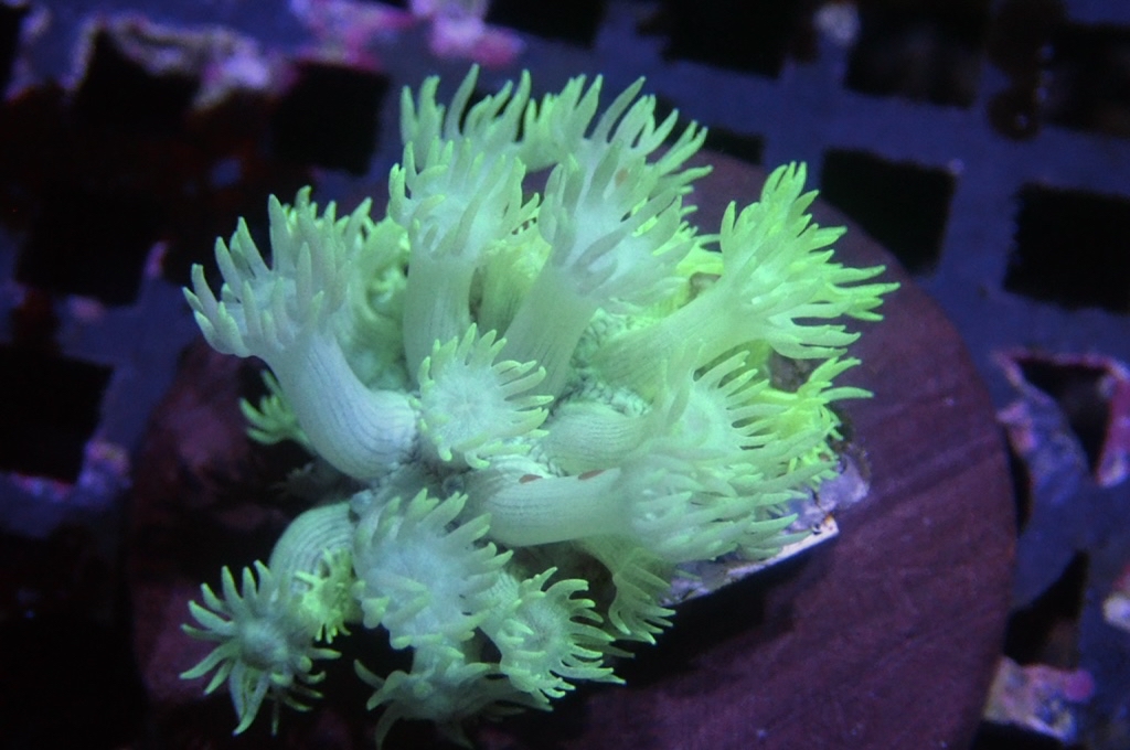 MG2 寶石花仔 （FRAG座3.5CM）