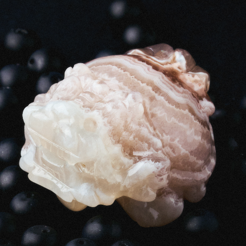 Ignite Root Dragon Turtle