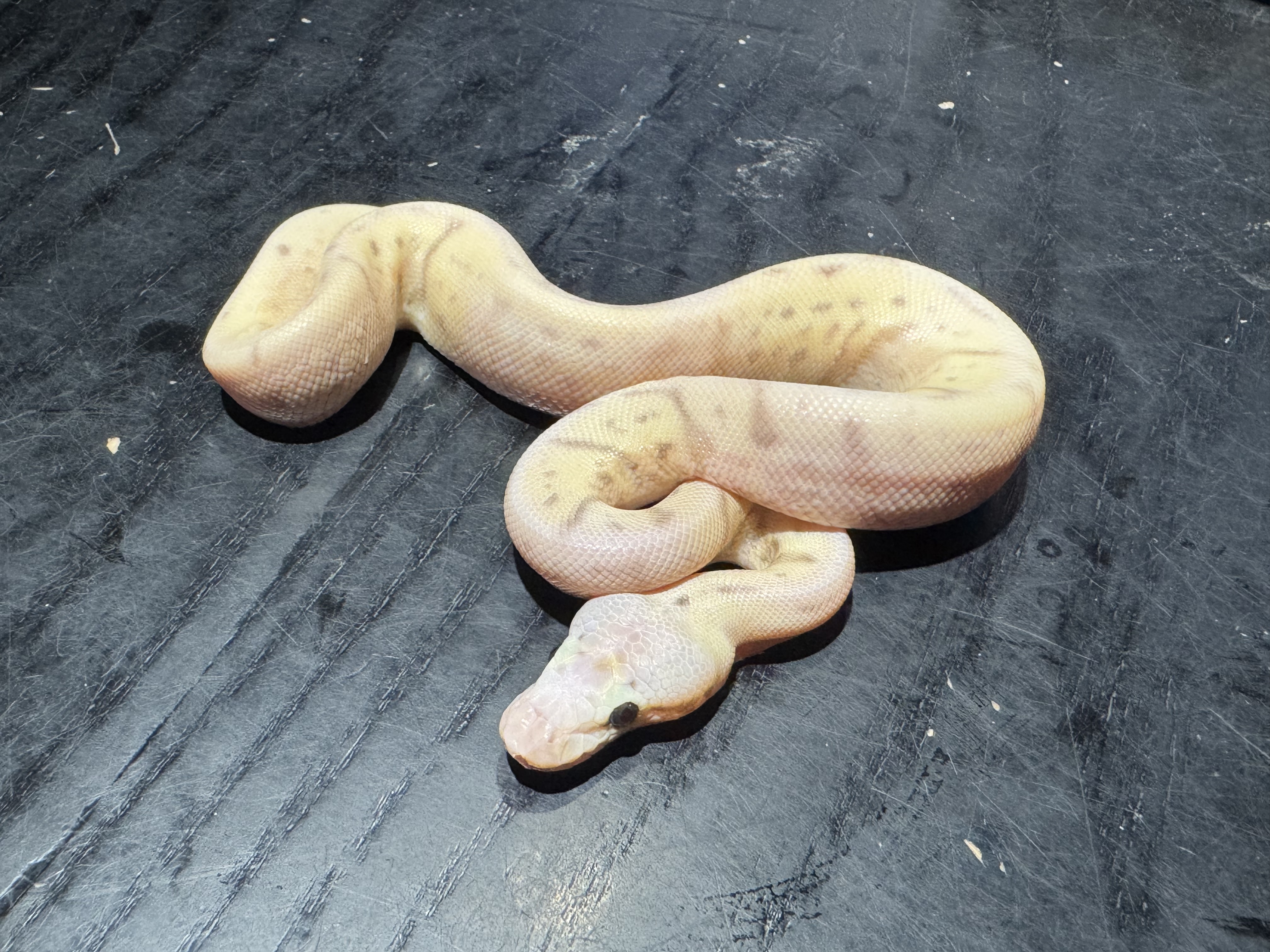 26 Super Pastel Enchi Spider Banana 1.0