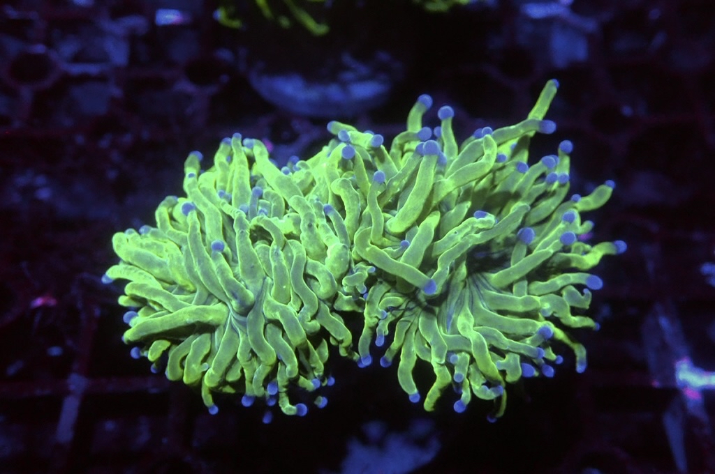 T8 藍點綠火柴（開大約2.5吋）