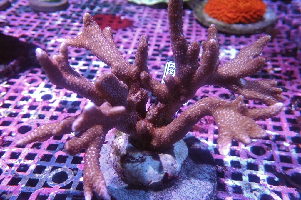 K13 原件紅花疊瓦（開大約4.5吋）