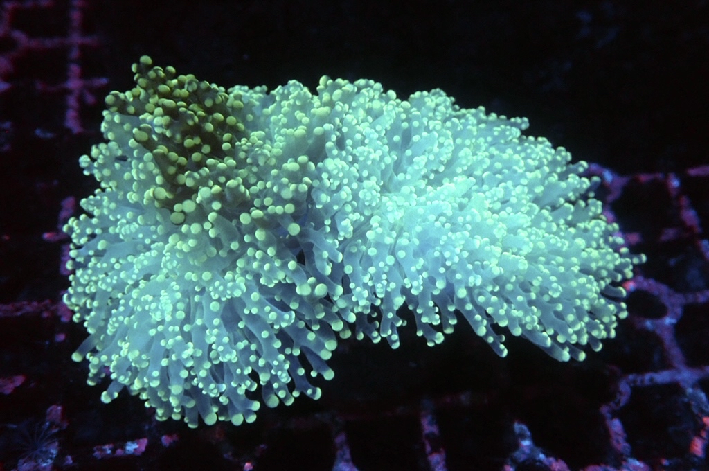 F22 啫喱（大約4.5吋）