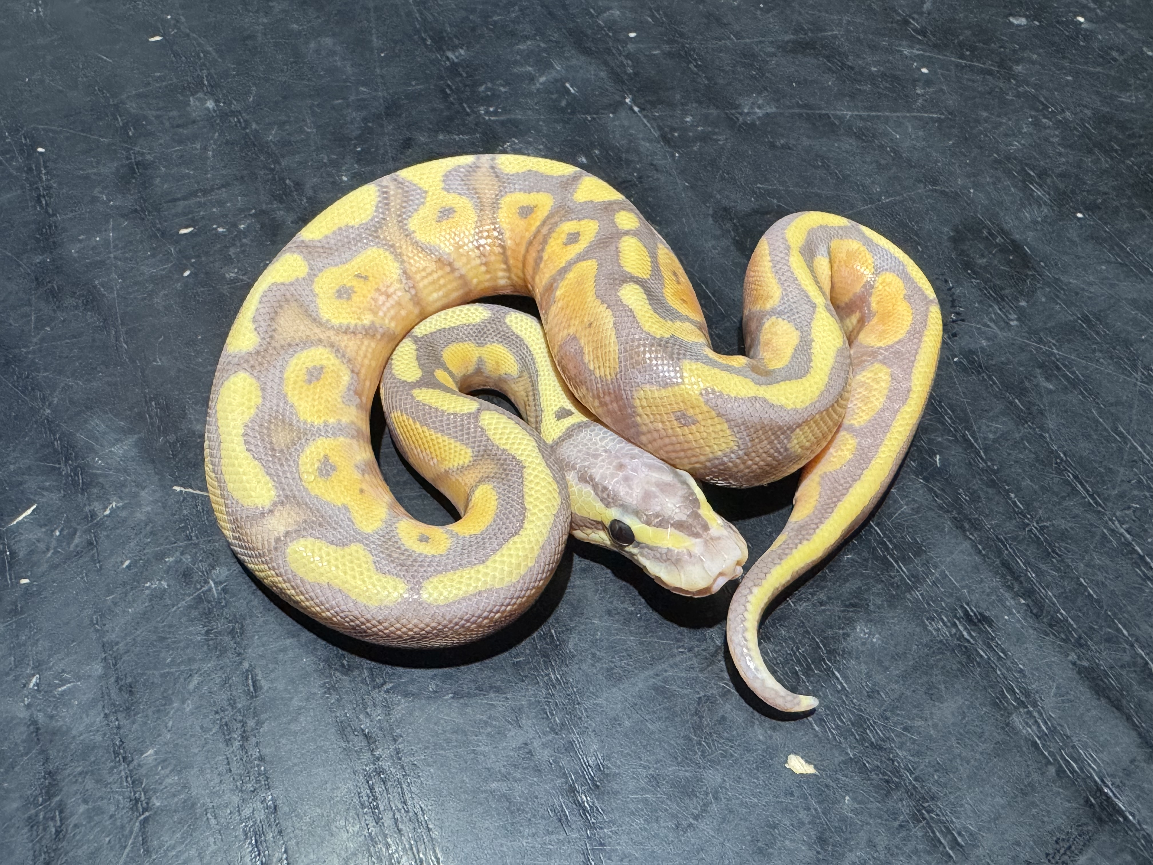 26 Banana het Genetic Stripe 1.0
